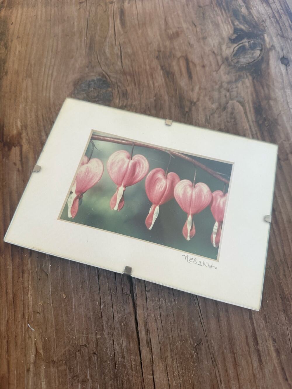 Original Signed Framed Photograph Pink Bleeding Heart Flowers Dangling on a Stem